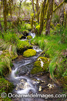 Cascade in a rainforest cloaked in hanging moss, situated in New England National Park, New South Wales, Australia. This rainforest is inscribed on the World Heritage List in recognition of its outstanding universal value.