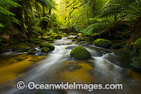 Rainforest Waterfall Cascade. St Columba State Reserve, Tasmania, Australia.