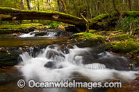 Rainforest Cascade, situated in Gondwana Rainforest. New England World Heritage National Park, New South Wales, Australia. This rainforest is on the World Heritage List in recognition of its outstanding universal value.