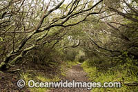 Fingal Track, through Moonah Woodland (Melaleuca lanceolata). Mornington Peninsula National Park, Victoria, Australia.