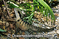 Australian Water Dragon (Physignathus lesueurii). Also known as Eastern Water Dragon. Found on the east coast of Australia from Victoria north to Queensland. A small population also exists on the south-east coast of South Australia.