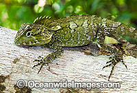 Southern Angle-headed Dragon (Hypsilurus spinipes). Lamington Plateau. Found in rainforests and adjacent wet forests of north-eastern New South Wales and south-eastern Queensland, Australia.