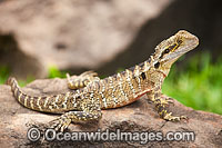 Australian Water Dragon (Physignathus lesueurii). Also known as Eastern Water Dragon. Found on the east coast of Australia from Victoria north to Queensland. A small population also exists on the south-east coast of South Australia.