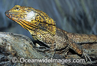Frilled Lizard (Chlamydosaurus kingii) - resting posture. Also known as Frilled-neck Lizard. North Queensland, Australia