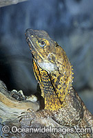 Frilled Lizard (Chlamydosaurus kingii) - resting posture. Also known as Frilled-neck Lizard. North Queensland, Australia