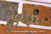Leaf-tailed Gecko (Saltuarius swaini) on brick wall. Coffs Harbour, New South Wales, Australia