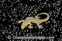 Asian House Gecko (Hemidactylus frenatus), on glass window covered in rain drops. Found largely throughout Qld and NT and moving south. Introduced in Australia from South-East Asia in 1960's, likely in container ships. Photo Coffs Harbour, NSW, Australia.
