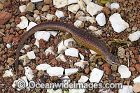 Endemic Christmas Island Whip-tail or Forest Skink (Emoia nativitatis). Captive specimen. Only animal known to exist. Photo taken Sept, 2013, at Christmas Island reptile breeding facility, Indian Ocean, Australia. Critically Endangered IUCN Red List.