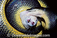 Water Python (Liasis fuscus) feeding on a rat. Northern Australia. Non-venomous snake.