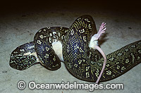 Diamond Python (Morelia spilota spilota) - feeding on a captured rat. Central New South Wales coast, Australia. Non-venomous snake..