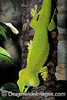 Madagascan Giant Day Gecko (Phelsuma madagascaiensis). Madagasca