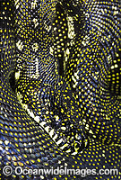 Diamond Python (Morelia spilota spilota). Gosford, New South Wales, Australia. Non-venomous snake.