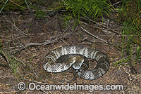 Mainland Tiger Snake (Notechis scutatus). An aggressive snake when aroused, mostly active during daylight hours. Feeds mainly on frogs. Also known as Eastern Tiger Snake. Dorrigo, New South Wales, Australia. Extremely venomous and dangerous snake.