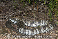 Mainland Tiger Snake (Notechis scutatus). An aggressive snake when aroused, mostly active during daylight hours. Feeds mainly on frogs. Also known as Eastern Tiger Snake. Dorrigo, New South Wales, Australia. Extremely venomous and dangerous snake.