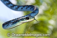 Green Tree Snake (Dendrelaphis punctulata). An unusual blue colour phase. Also known as Common Tree Snake. Coffs Harbour, New South Wales, Australia. Non-venomous snake.