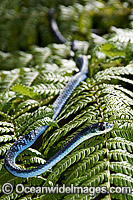Green Tree Snake (Dendrelaphis punctulata) - on a tree fern frond. An unusual blue colour phase. Also known as Common Tree Snake. Coffs Harbour, New South Wales, Australia. Non-venomous snake.