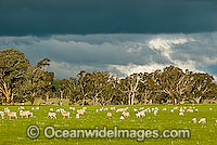 Flock of Merino Sheep (Ovis Aries) grazing in a field. Country Victoria, Australia
