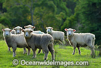 Flock of Dorset Sheep (Ovis Aries) grazing in a field. Country Victoria, Australia