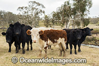 Cattle standing in a field. Ebor, New England Tableland, New South Wales, Australia.