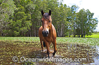Horse on farm property in country New South Wales, near Coffs Harbour, Australia.