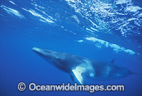 Minke Whale (Balaenoptera acutorostrata). Great Barrier Reef, Queensland, Australia. Also known as Dwarf Minke Whale and thought to form yet-to-be named sub-species of common Minke whale.