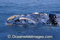 Southern Right Whale (Eubalaena australis) -showing horny growth of 'callosities' on and around the head. Located in Southern Australia. Classified Vulnerable on the IUCN Red List.