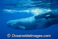 Sperm Whales (Physeter macrocephalus). Mother with newborn calf. Indo-Pacific. Classified as Vulnerable on the IUCN Red List.