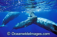 Pod of Sperm Whales (Physeter macrocephalus). Indo-Pacific. Classified as Vulnerable on the IUCN Red List.