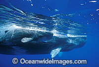 Sperm Whales (Physeter macrocephalus). Mother with newborn calf. Indo-Pacific. Classified as Vulnerable on the IUCN Red List.