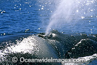 Southern Right Whale (Eubalaena australis) - expelling air from blowhole. Southern Australia. Listed as Vulnerable on the IUCN Red List.