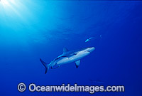 Grey Reef Shark (Carcharhinus amblyrhynchos). Also known as Grey Reef Shark, Black-vee Whaler and Longnose Blacktail Shark. Great Barrier Reef, Queensland, Australia. Found throughout tropical Indo-West and Central Pacific.