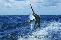 Black Marlin (Makaira indica) - breaching on surface after taking a bait. Also known as Billfish. Found throughout the Indo-Pacific