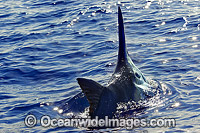 Black Marlin (Makaira indica), on surface after taking a bait. Also known as Billfish. Great Barrier Reef, Queensland, Australia.