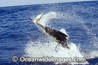 Black Marlin (Makaira indica), breaching on surface after taking a bait. Also known as Billfish. Great Barrier Reef, Queensland, Australia.