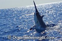 Black Marlin (Makaira indica), on surface after taking a bait. Also known as Billfish. Great Barrier Reef, Queensland, Australia.