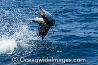 Sailfish (Istiophorus platypterus) - breaching on surface after taking a bait. Also known as Indo-Pacific Sailfish or Billfish. Found throughout the Indo-Pacific