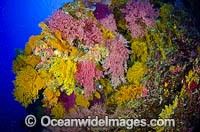 Undersea drop off covered in colourful soft corals. Osprey Reef, Great Barrier Reef, Queensland, Australia. Photo taken September 2014