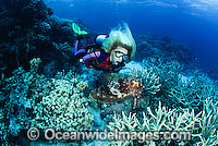 Diver observing a Broadclub Cuttlefish (Sepia latimanus). Northern Great Barrier Reef, Queensland, Australia