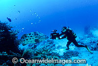 Diver photographing a Potato Cod (Epinephelus tukula). Also known as Potato Grouper and Potato Groper. Northern Great Barrier Reef, Queensland, Australia