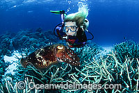 Diver observing a Broadclub Cuttlefish, (Sepia latimanus). Northern Great Barrier Reef, Queensland, Australia