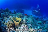 Scuba Diver exploring a coral reef. Osprey Reef, Great Barrier Reef, Queensland, Australia.