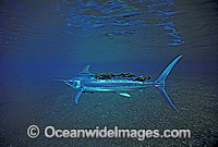 Young Marlin (Makaira sp) underwater with an unusual number of parasites attached. Also known as Billfish. Indo-Pacific