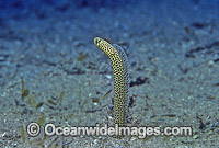 Spotted Garden Eels (Heteroconger taylori). Indo-Pacific. Within the Coral Triangle.
