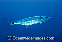 Narrow-barred Spanish Mackerel (Scomberomorus commerson). Found throughout the Indo-West Pacific, usually near reefs. Photo taken on the Great Barrier Reef, Queensland, Australia.