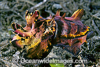Flamboyant Cuttlefish (Metasepia pfefferi). Indo-Pacific