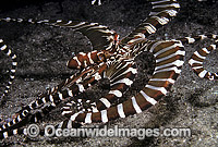Wonderpus Octopus (Wunderpus photogenicus). Milne Bay, Papua New Guinea
