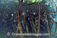Cardinalfish (Sphaeramia orbicularis) sheltering amongst Mangrove roots (Possibly: Rhizophora sp.) during high tide. Papua New Guinea