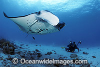 Scuba Diver photographing Giant Oceanic Manta Ray (Manta birostris). Also known as Devil Ray and Devilfish. Indo-Pacific