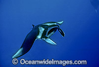 Giant Oceanic Manta Ray (Manta birostris). Also known as Devil Ray and Devilfish. Indo-Pacific