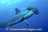 Scalloped Hammerhead Shark (Sphyrna lewini). Indo-Pacific. Found in tropical and warm temperate seas.